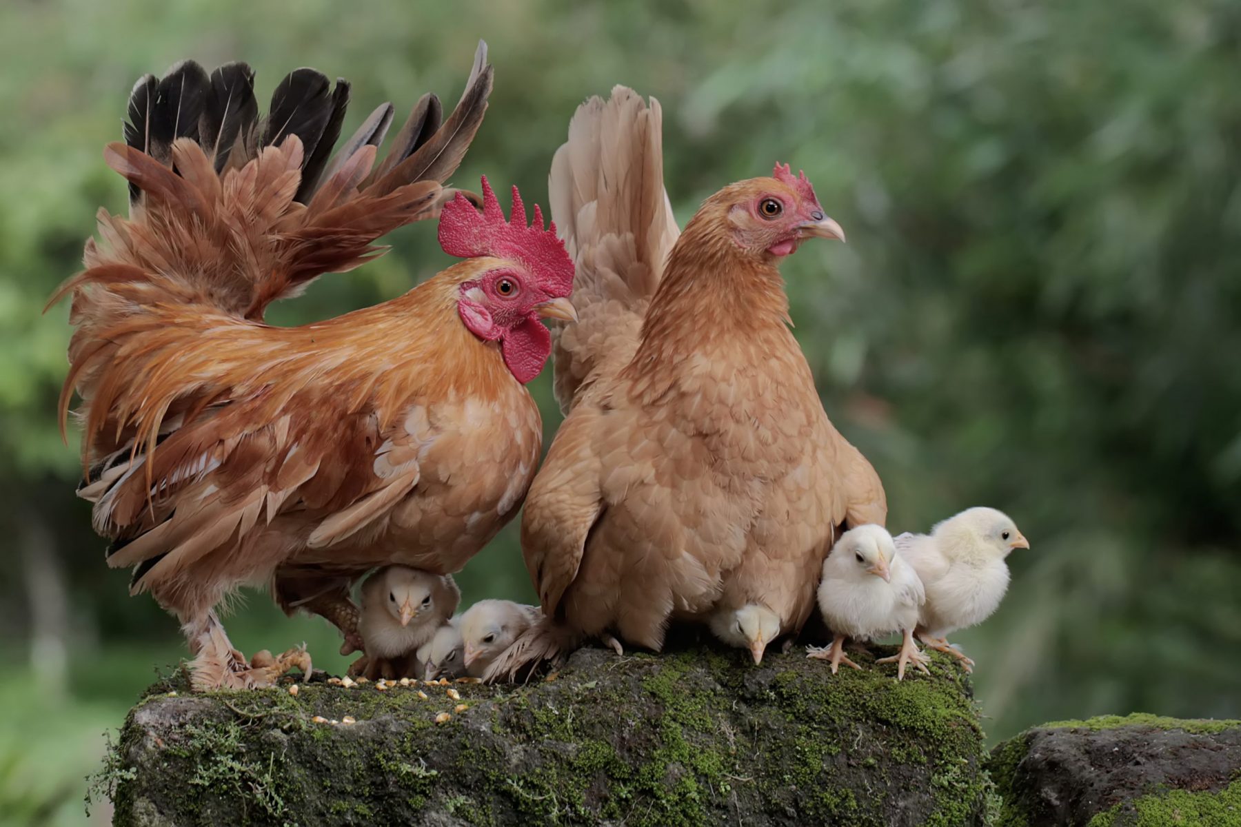 What Is A Hen And Rooster At Rose Thyer Blog What Is A Hen And Rooster At Rose Thyer Blog